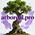 arboreal.pro
